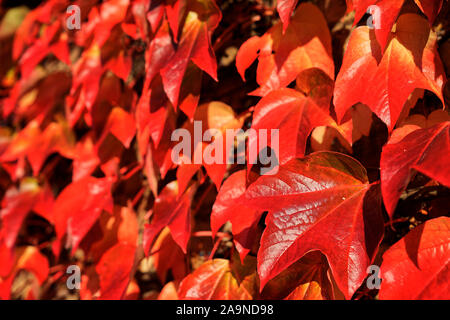 Blätter im Herbst. Stockfoto