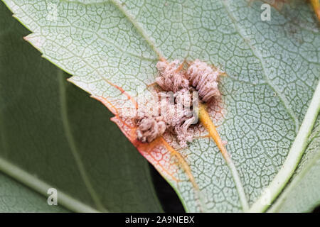 Das Makro auf brach Zeder Weißdorn Rost auf einem Blatt Stockfoto