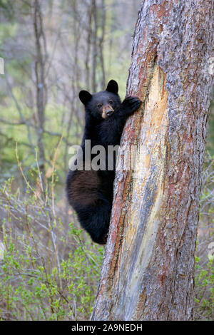 Cute Black Bear Cub im frühen Frühjahr, Klettern ein großer Baum Fichte. Stockfoto