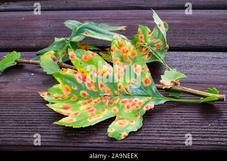 Die Vorderansicht eines Blattes mit Juniper hawthron Krankheit infiziert Stockfoto