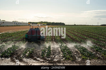 Einen landwirtschaftlichen Traktor sprays Pflanzen mit Chemikalien. Schutz von Pflanzen durch die Verwendung von Pestiziden. Sonnenuntergang auf dem Feld. Stockfoto