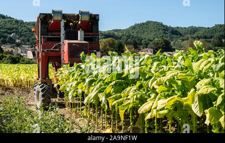 Ernte von Tabakblättern mit Harvester Traktor. Tabak Plantage. Tabakanbau industriell. Sonnenlicht. Stockfoto