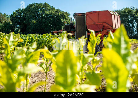 Ernte von Tabakblättern mit Harvester Traktor. Tabak Plantage. Tabakanbau industriell. Sonnenlicht. Stockfoto