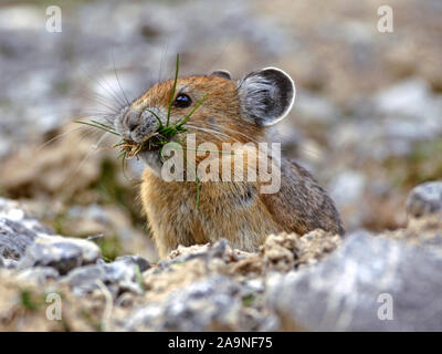Pika oder Pfeifhase (Ochotona princeps), der auf Felsen steht und geschnittenes Gras im Mund trägt, das in der Höhle für Winterfutter gelagert wird. Stockfoto