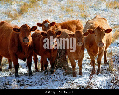 Gruppe von Hereford Kühe und Kälber auf der Weide, im Winter suchen, interessiert. Stockfoto