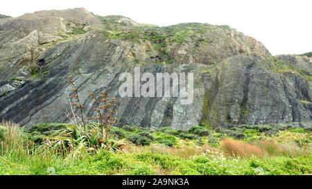 Auf dem Weg zur Robbenkolonie am roten Felsen, der Weg führt durch Felsen von uplifted Grauwacke Felsen mit dicken, vertikale Sedimentschichten Stockfoto