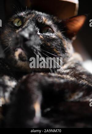 Cute schildpatt Katze posiert für ein Portrait Stockfoto