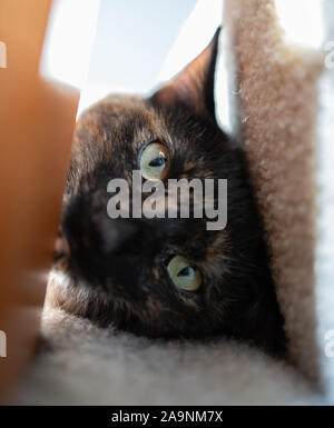 Cute schildpatt Katze posiert für ein Portrait Stockfoto