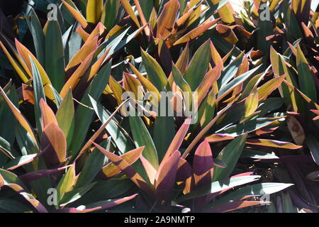 Tradescantia spathacea, die boatlily oder Moses-in-der-Wiege, ist ein Kraut in den Commelinaceae Familie es native nach Belize, Guatemala, und südlichen Mich Stockfoto