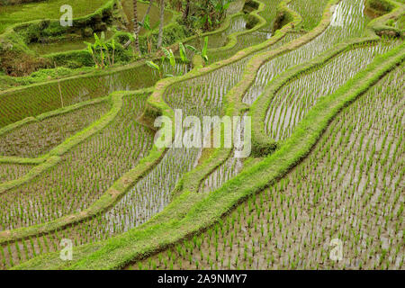 Mit Blick auf die üppig grüne Reisterrassen Tegallalang in Ubud, Bali, Indonesien Stockfoto