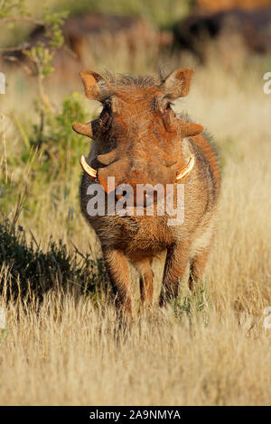 Eine große Warzenschwein (Phacochoerus africanus) in natürlichen Lebensraum, Südafrika Stockfoto
