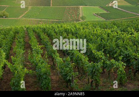 Die Weinberge rund um La Montagne de Beaune, Burgund FR Stockfoto