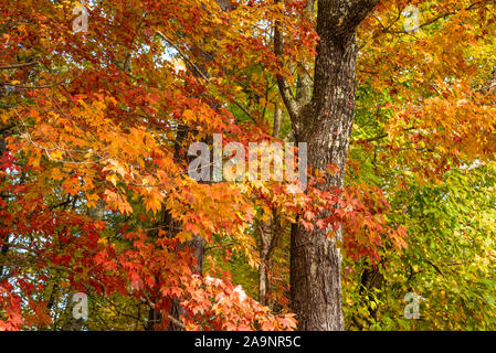 Bunte Blätter im Herbst bei Unicoi State Park in den Blue Ridge Mountains in der Nähe von Helen, Georgia. (USA) Stockfoto