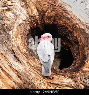 Galah an einem Baum hohl bei Red Hill Nature Reserve, ACT, Australien an einem Frühlingsmorgen im Oktober 2019 Stockfoto