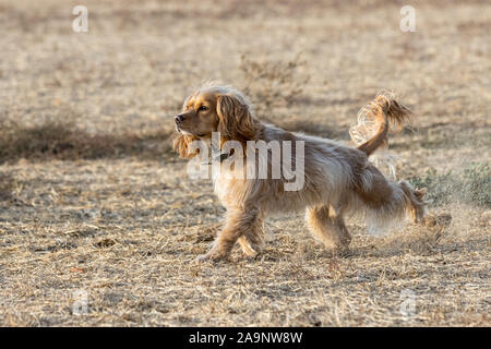 Petaluma, Kalifornien, USA. 16. November 2019. "Willow", ein Cocker Spaniel mix, genießt die Sonne auf einem klaren Herbstnachmittag. Quelle: Tim Fleming/Alamy leben Nachrichten Stockfoto