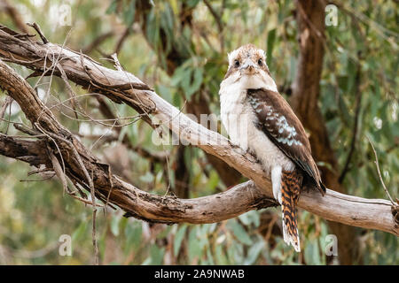 Laughing Kookaburra bei Red Hill Nature Reserve, ACT, Australien an einem Frühlingsmorgen im Oktober 2019 Stockfoto