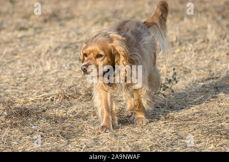 Petaluma, Kalifornien, USA. 16. November 2019. "Willow", ein Cocker Spaniel mix, genießt die Sonne auf einem klaren Herbstnachmittag. Quelle: Tim Fleming/Alamy leben Nachrichten Stockfoto