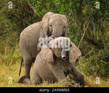 Verspielte Elefanten in Maasai Mara, Kenia Stockfoto