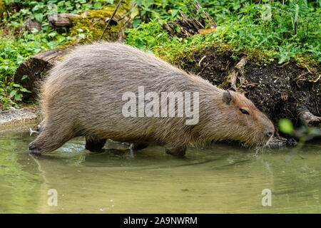 Capybara, Hydrochoerus hydrochaeris Beweidung auf die frische grüne Gras Stockfoto