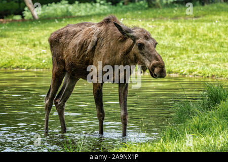 Europäischen Elch, Alces alces, auch als der Elch bekannt Stockfoto