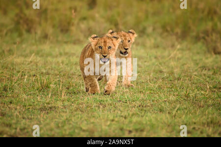 Süße Löwenjunge unterwegs, die auf den Ebenen von Maasai Mara, Kenia, laufen Stockfoto