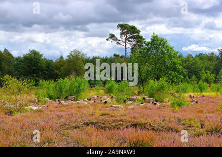 Beweidung Deutsche graue Heide in der Lüneburger Heide Stockfoto