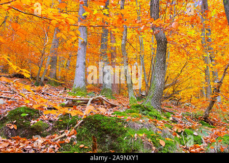 Im Pfälzer Wald im Herbst, Deutschland Stockfoto