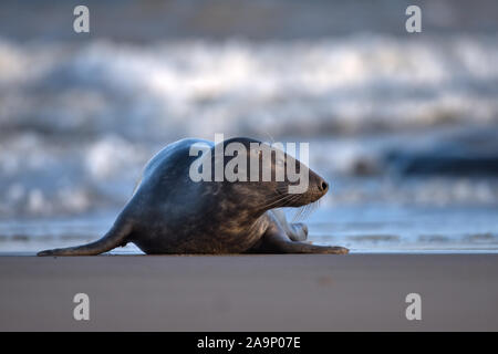 Grau Dichtung am Strand in Lincolnshire. Stockfoto