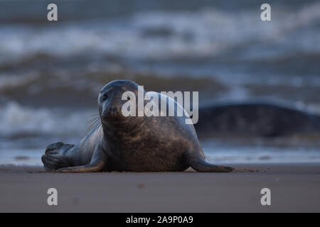 Grau Dichtung am Strand in Lincolnshire. Stockfoto