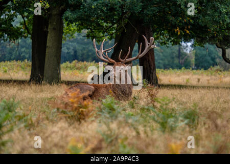 Red Deer Stag Ende September Brunftzeit Bushy Park London Stockfoto