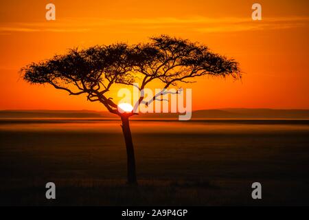 Silhouette der Umbrella thorn Akazie (Acacia tortilis) bei Sonnenuntergang, Masai Mara National Reserve, Kenia Stockfoto