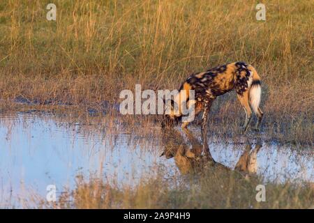Wildhund (Lycaon pictus) Trinken an einem Wasserloch, Okavango Delta, Botswana Stockfoto