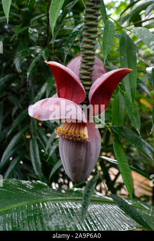 Seltsame Blüte im Tropenhaus in Marwell Zoo, Colden Common, Winchester, Großbritannien Stockfoto