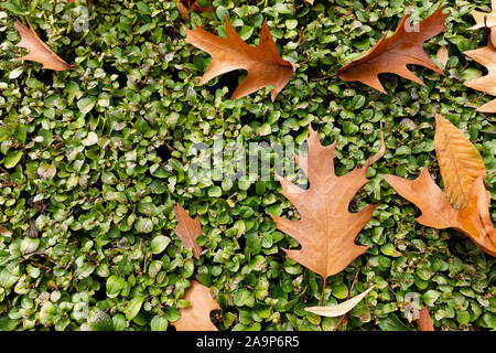 Ansicht von oben eine Schicht der gefallenen Eichenlaub auf dem Green Bush, Hintergrund Stockfoto