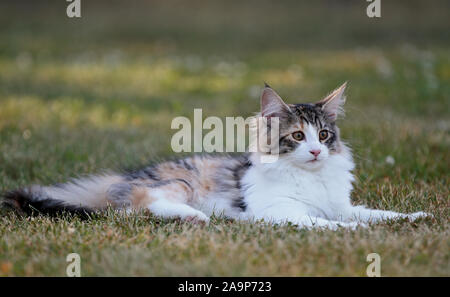 Eine vier Monate alte Norwegische Waldkatze kitten Ausruhen im Garten an einem sonnigen Sommertag Stockfoto
