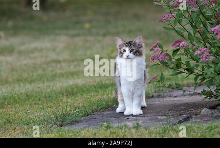 Eine vier Monate alte Norwegische Waldkatze kitten stand neben einem blühenden Pflanze im Garten Stockfoto