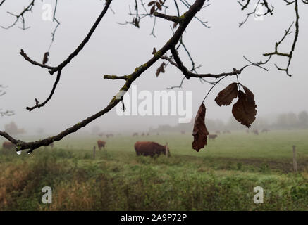 Freiburg, Deutschland. 17. Nov, 2019. Kühe stehen vor einer Zweigniederlassung mit braunen Blätter in den Nebel. Quelle: Patrick Seeger/dpa/Alamy leben Nachrichten Stockfoto