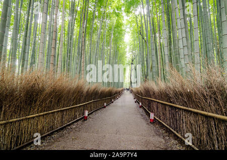 Der Arashiyama Bamboo Grove ist eine der wichtigsten Sehenswürdigkeiten von Kyoto, denn: Inmitten dieser aufragenden Bambusstiele zu stehen, ist wie in einer anderen Welt. Stockfoto