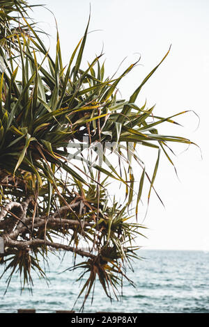 Einem Pandanus Baum in Yamba Main Beach, New South Wales. Stockfoto