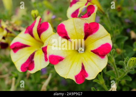 Petunia'Amore Königin der Herzen' in einem hängenden Korb angezeigte charakteristische herzförmige Blütenblatt Muster. Stockfoto