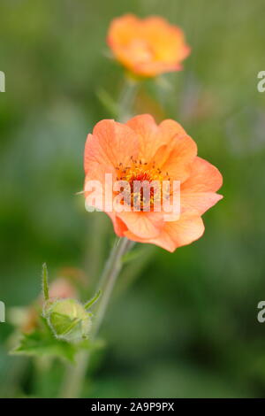 Geum 'Totally Tangerine', reichblühend mehrjährig in einem Garten Grenze Stockfoto