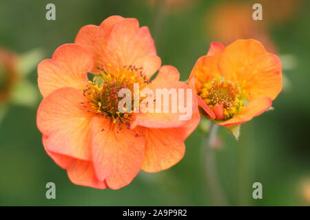 Geum 'Totally Tangerine', reichblühend mehrjährig in einem Garten Grenze Stockfoto