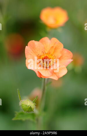 Geum 'Totally Tangerine', reichblühend mehrjährig in einem Garten Grenze Stockfoto