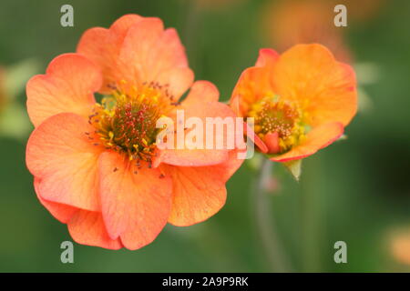 Geum 'Totally Tangerine', reichblühend mehrjährig in einem Garten Grenze Stockfoto