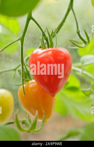 Solanum Lycopersicum "Tomatoberry" F1 cordon Tomaten angezeigte markante Erdbeere Form, in einem Glashaus Reifung Stockfoto