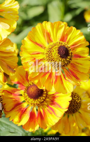 Helenium 'Can Can' sneezeweed angezeigte markante gelbe Blüten mit roten im späten Sommer Garten Grenze gespült - September. Großbritannien Stockfoto