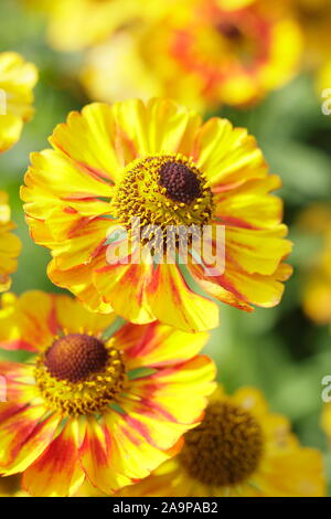 Helenium 'Can Can' sneezeweed angezeigte markante gelbe Blüten mit roten im späten Sommer Garten Grenze gespült - September. Großbritannien Stockfoto