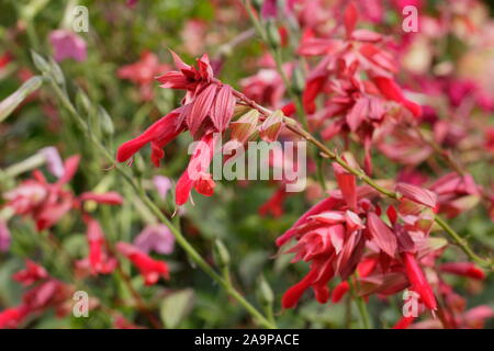 Salvia ''sie wollen 'hybrid Salbei angezeigte markantes Coral Blütenrispen im späten Sommer Garten Grenze. Großbritannien Stockfoto