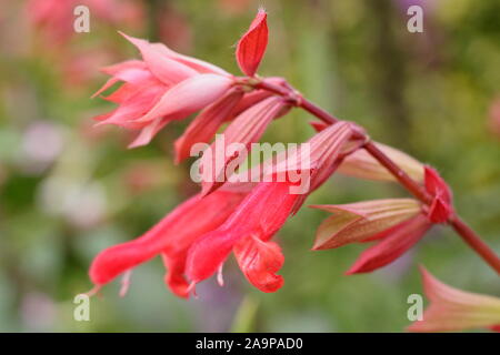 Salvia ''sie wollen 'hybrid Salbei angezeigte markantes Coral Blütenrispen im späten Sommer Garten Grenze. Großbritannien Stockfoto