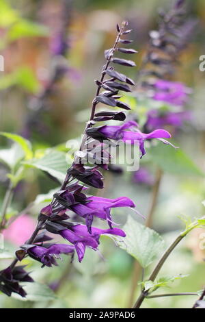 Salvia "amistad" mehrjährige Salbei angezeigte markante deep purple tubular Blütenrispen im September. Großbritannien Stockfoto